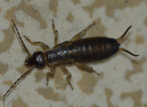Forficula auricularia